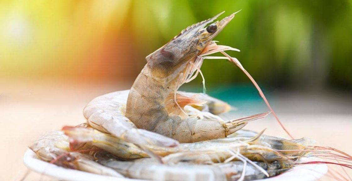 Harina-Brown (17)-1_2023-01-16_11-56-50-min